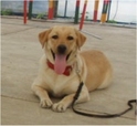 TOCHIGI 犬の出張訓練所