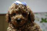 Poodle Only one